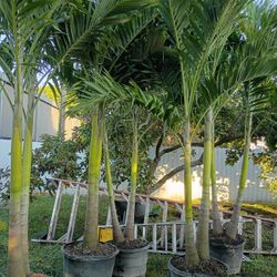 Christmas Palms  About 8 Feet Tall Instant Privacy Hedge For Fence 