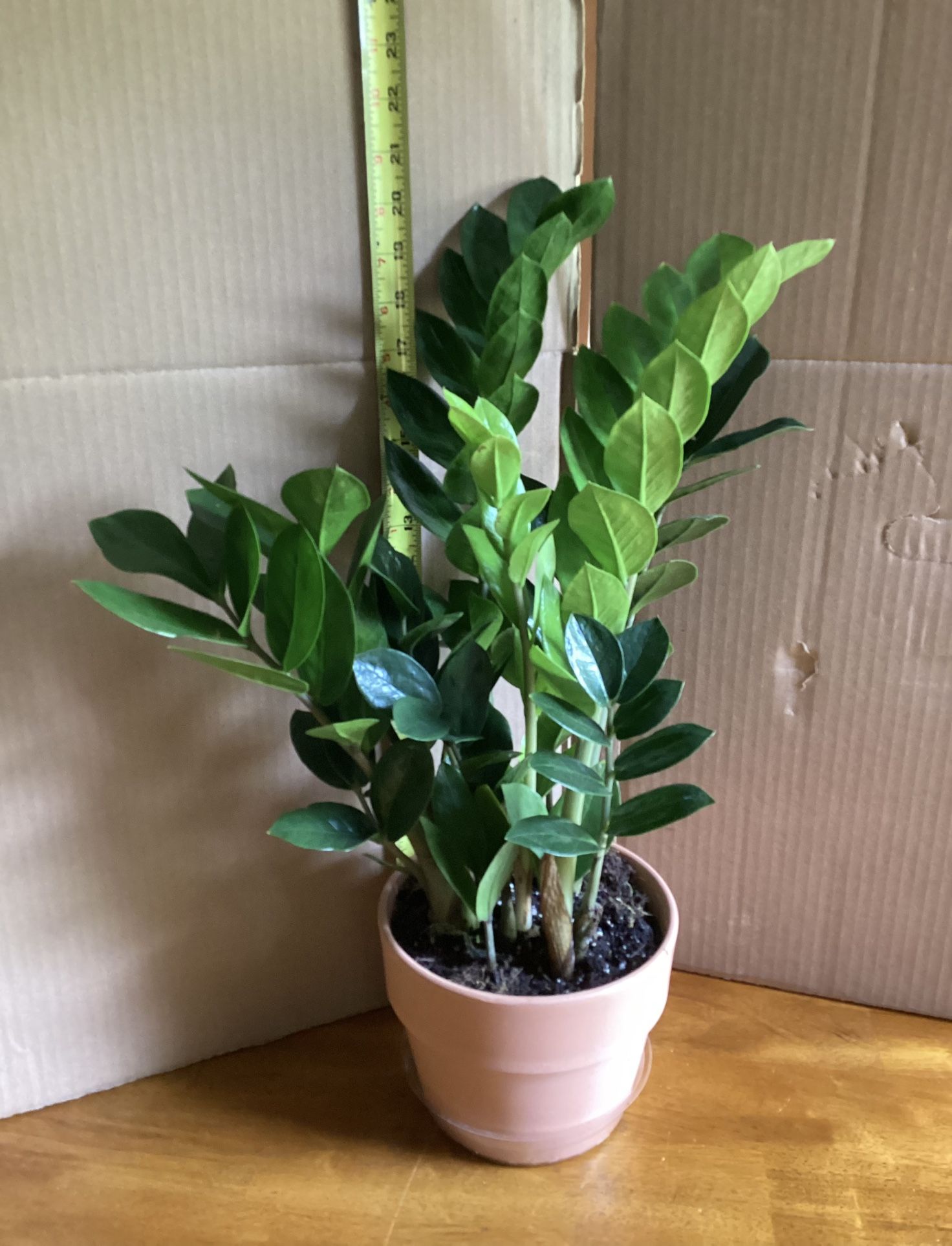 ZZ Houseplant In TERRACOTTA - 24”