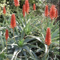 Flowering Aloe Succulent In 4” Pot