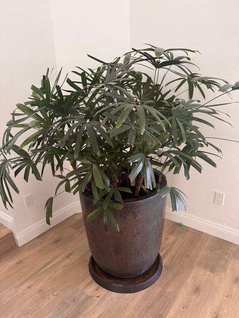 Lady Palm Plant in Custom Pot