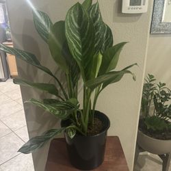 WOW Large Beautiful Aglaonema Plant