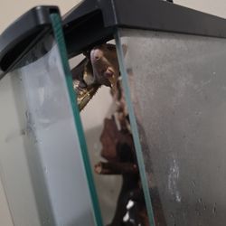 Crested gecko with home