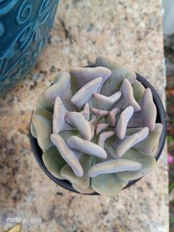 La Echeveria 'Cubic Frost' es una suculenta llamativa y única que destaca por sus rosetas geométricas en forma de cubo. Sus hojas son gruesas y carnos