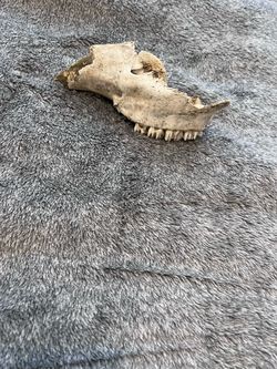 Real Whitetail Deer Partial Skull Upper Jaw w/ Teeth Bone Oddity Taxidermy