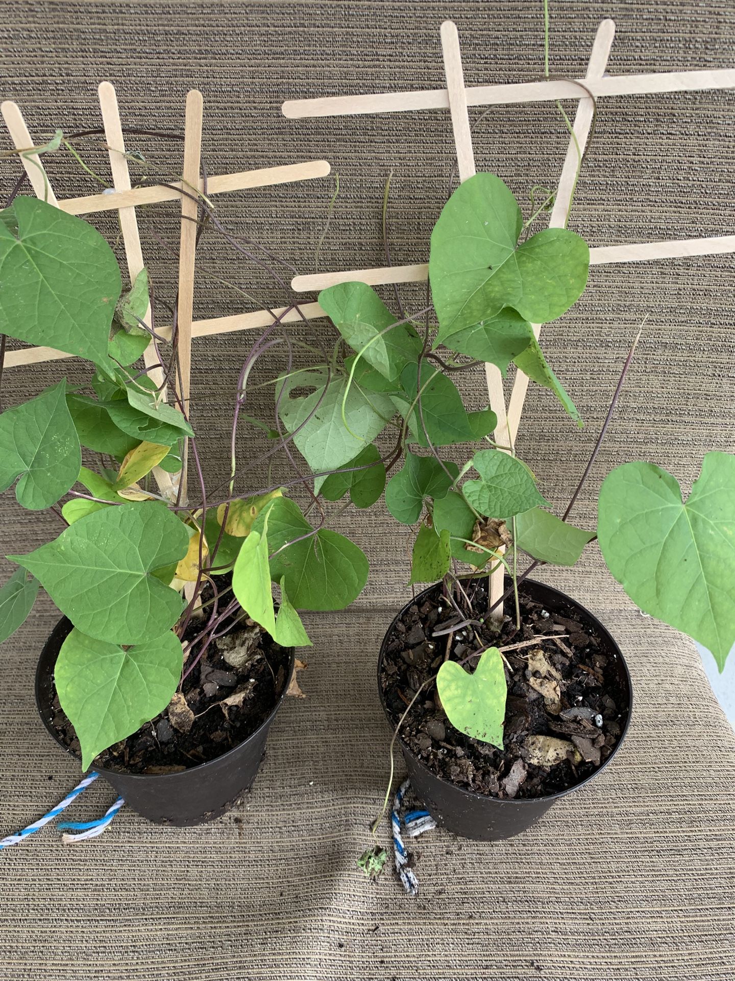 2 Medium Purple Morning Glory Vine, Perennial, Comes Back Every Year