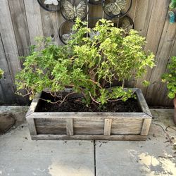 Wood Planter With Citronella Plant