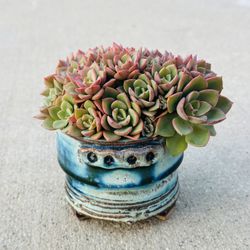 Succulents plants 🪴 （Echeveria 'Noble' ）