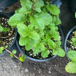 Hierbas Para Cocinar Y Para Remedios