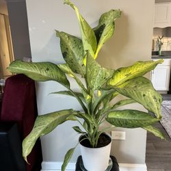 Dieffenbachia house plant