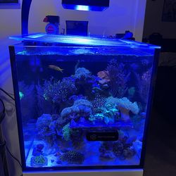 Red sea max nano G2 XL 33gal