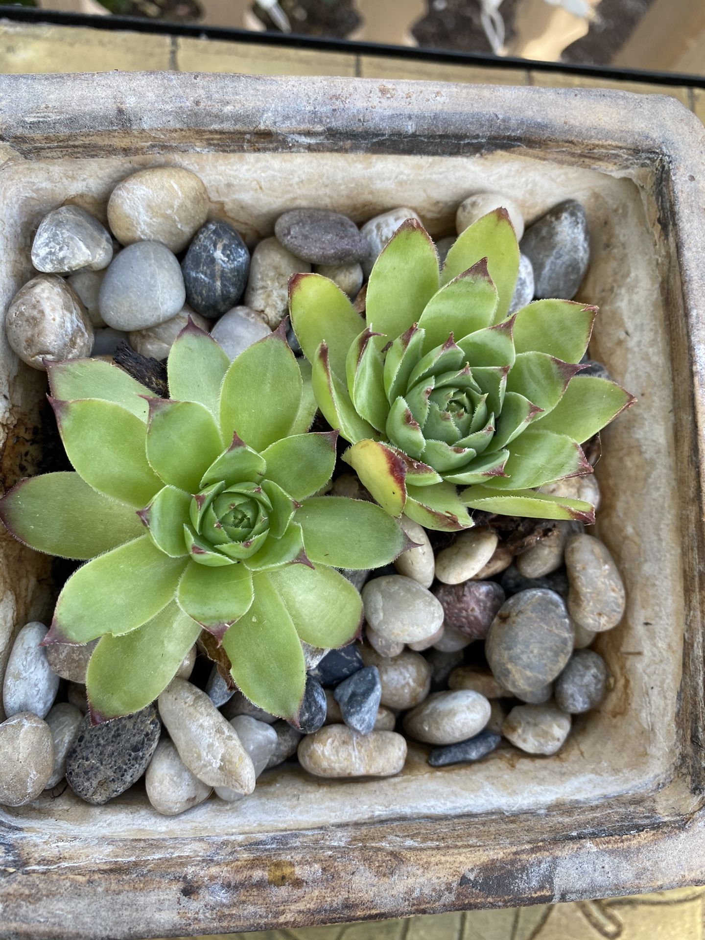 Succulents in pot with little pebbles super cute