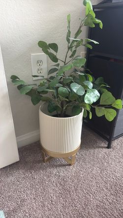 🌿 PLANT WITH PLANTER FOR SALE 🌿