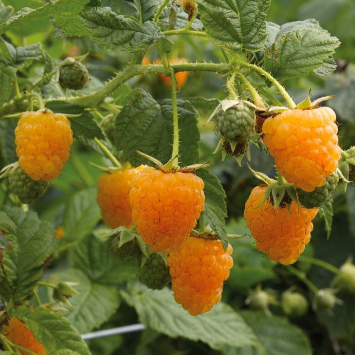 ‘Fall Gold’ Yellow Raspberry (Rooted)