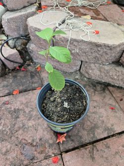 Cheramoya Fruit Tree.  1 Ft. Tall