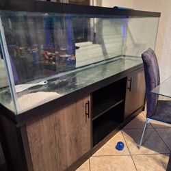 Fish Tank  