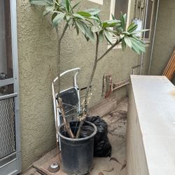 Planta 