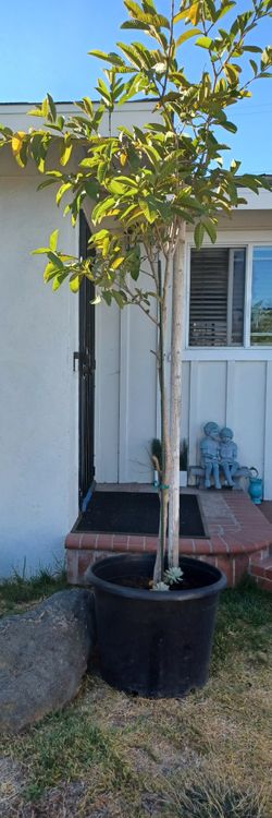 Guayava (Guava) Tree About 10ft Tall