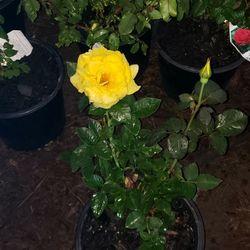 Rosales Diferentes Colores 