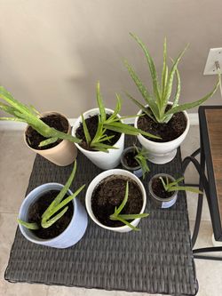 7 Aloe plants