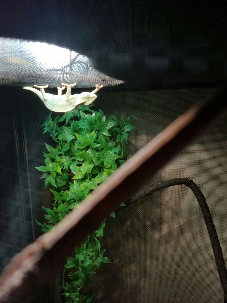 Veiled chameleon (baby)