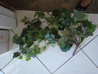 Vine fake