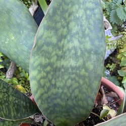 Whale fin Snake Plant