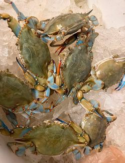 Fresh Live Blue Crabs