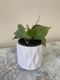 Philodendron Camposportoanum