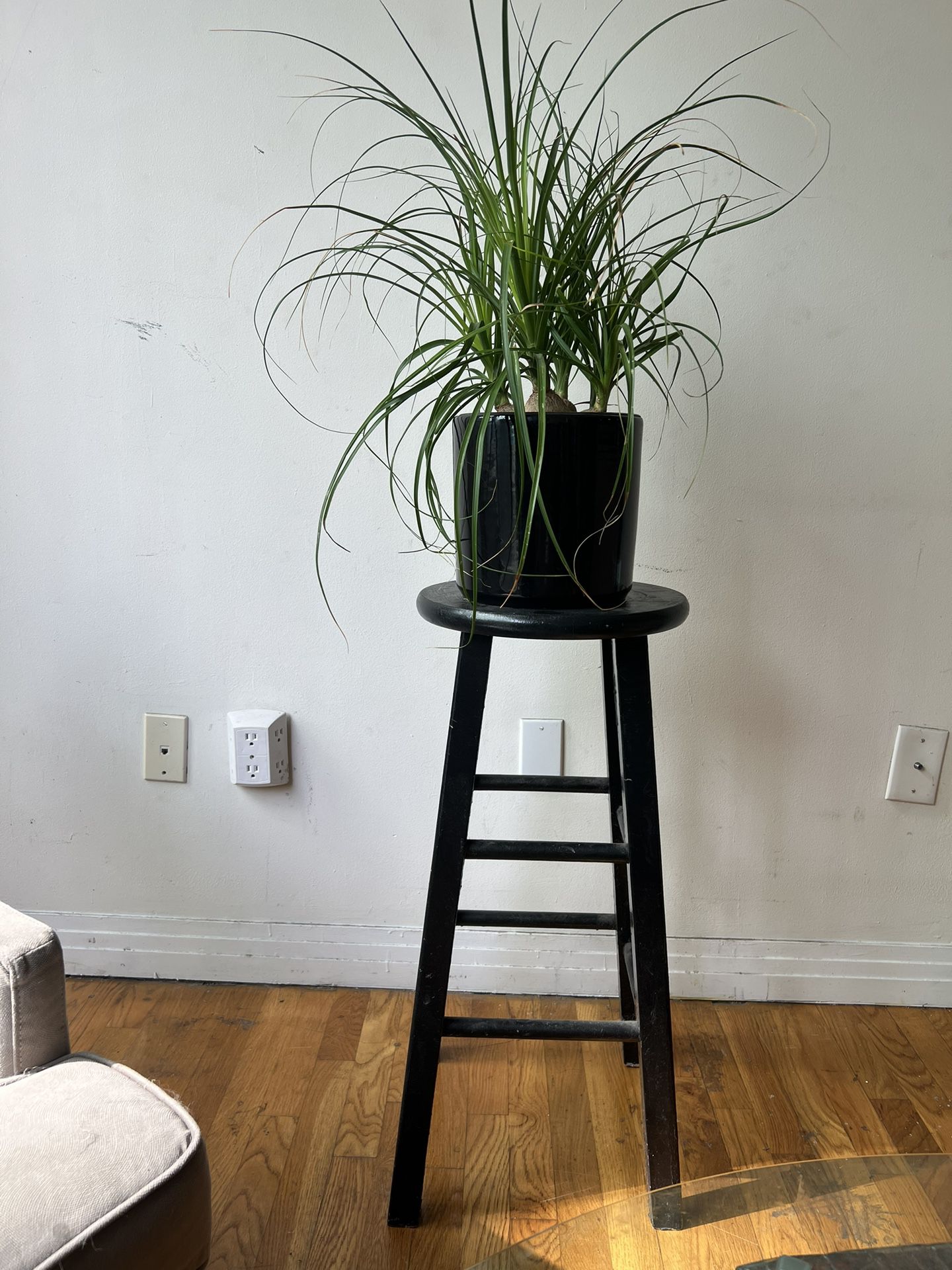 Stool With Large Plant