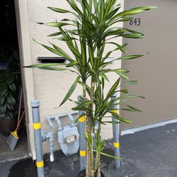 Beautiful Real Indoor Plant $40