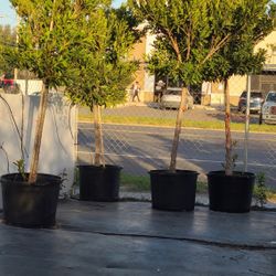 Japanese Blueberry Trees 30gallon 