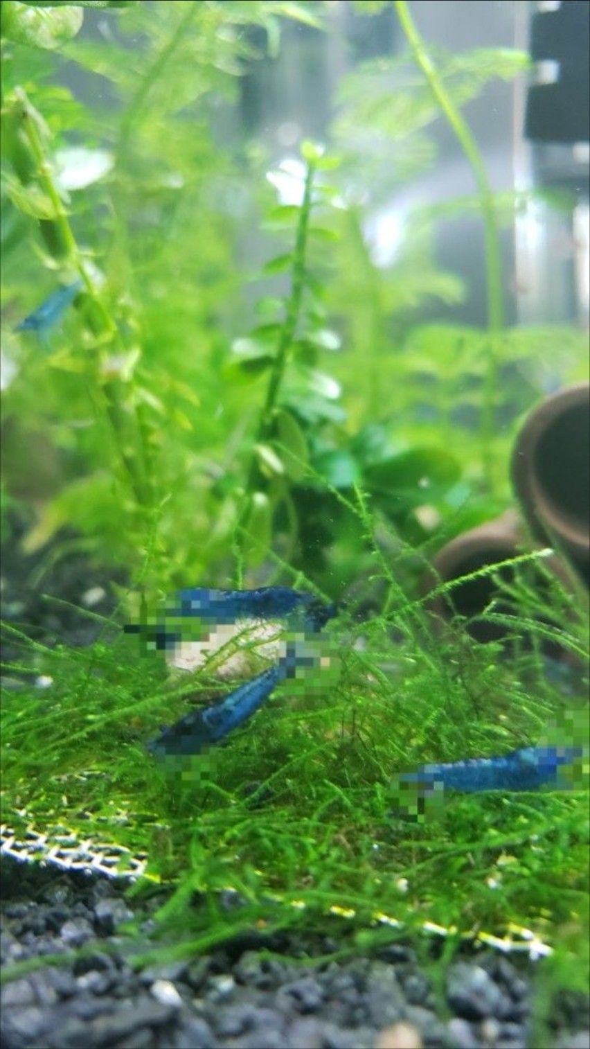 Fish Tank Decoration $4 Each
