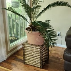Handmade Plant Stands 