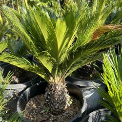 Sago Plant 