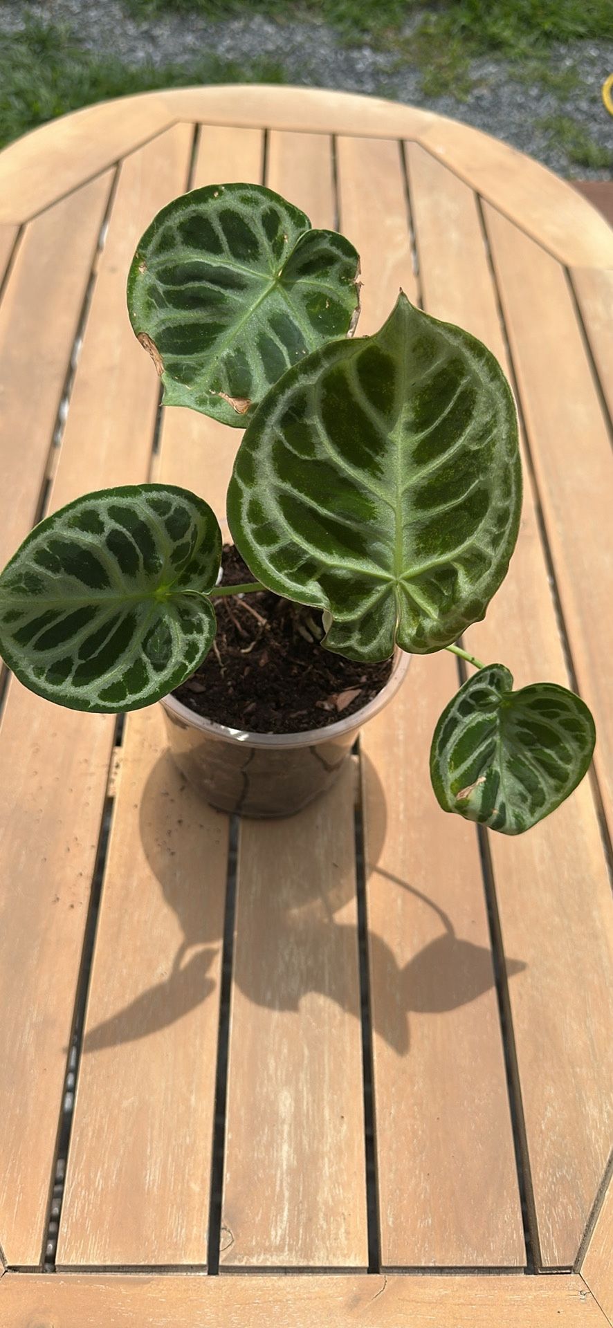 Anthurium Doriyaki houseplant
