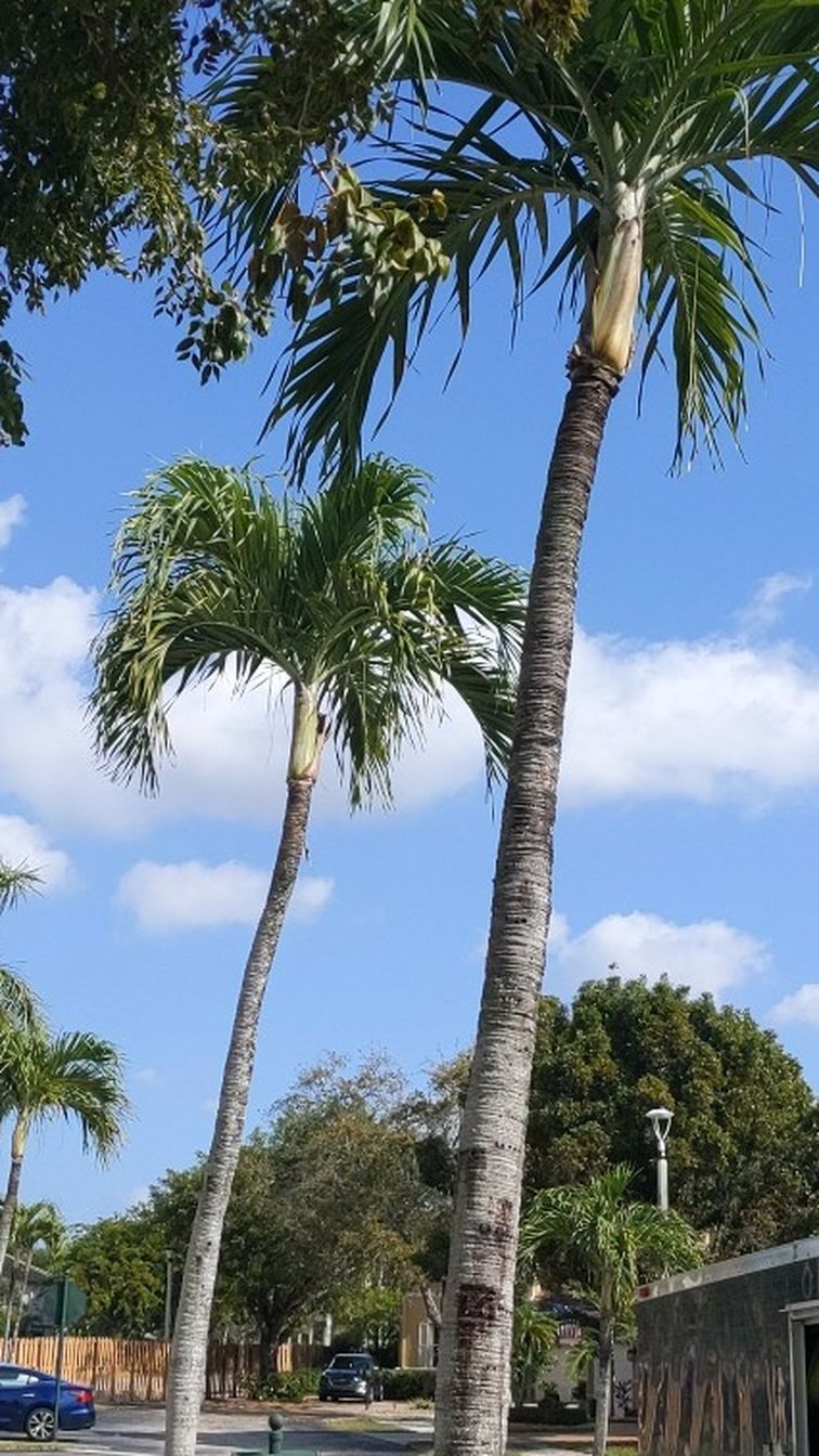 Corto grama Kendall, homestead