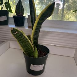 Snake Plant