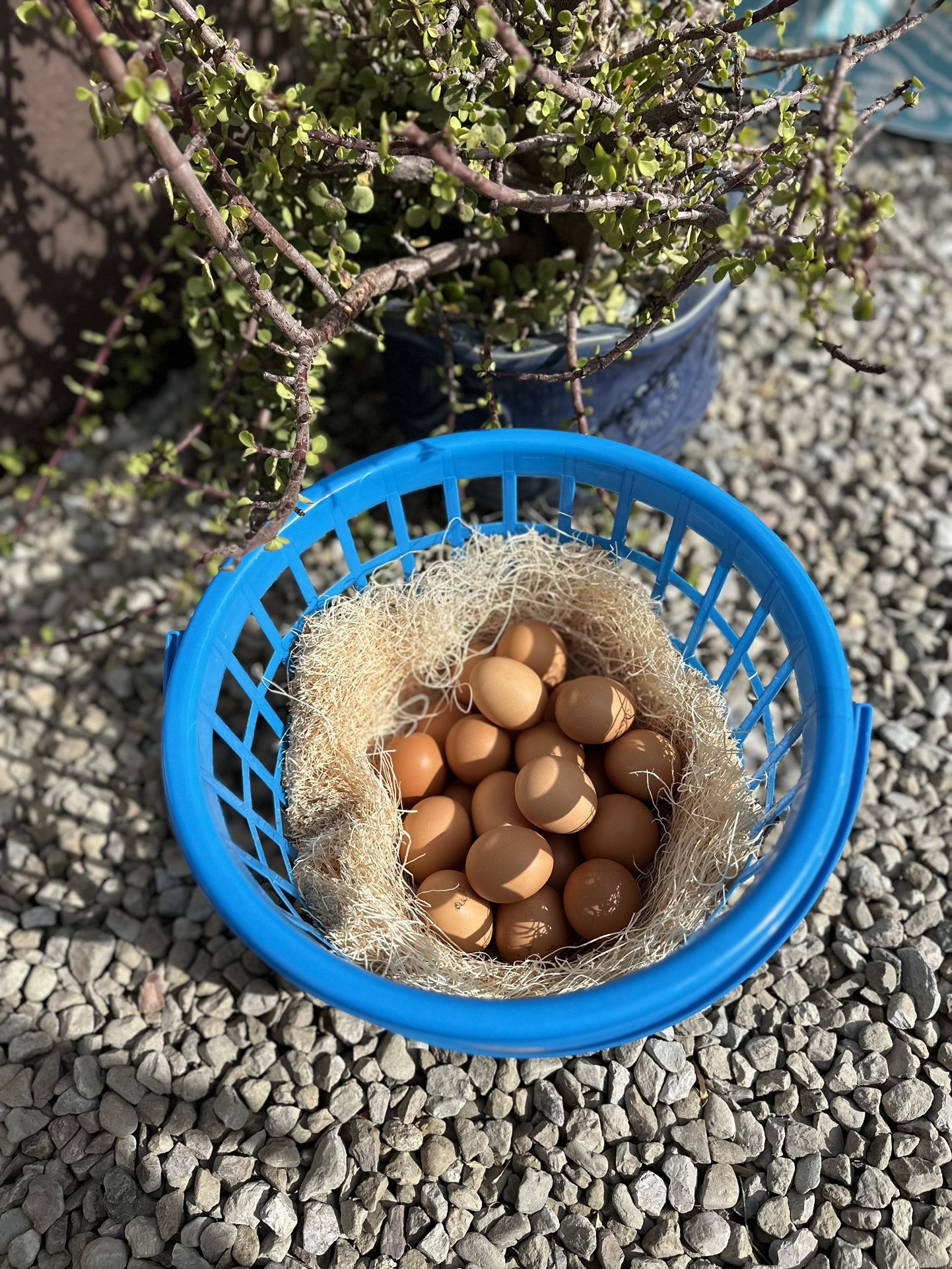 Farm Fresh Organic Eggs