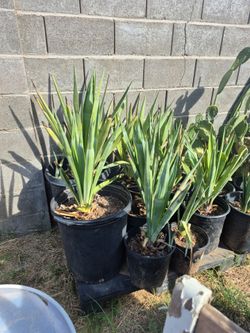 Tequiliana Blue Agaves $10 - $40