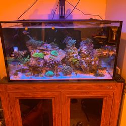 Innovative Marine 50 Gallon Tank Stand and Sump