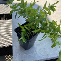 Mint Plants