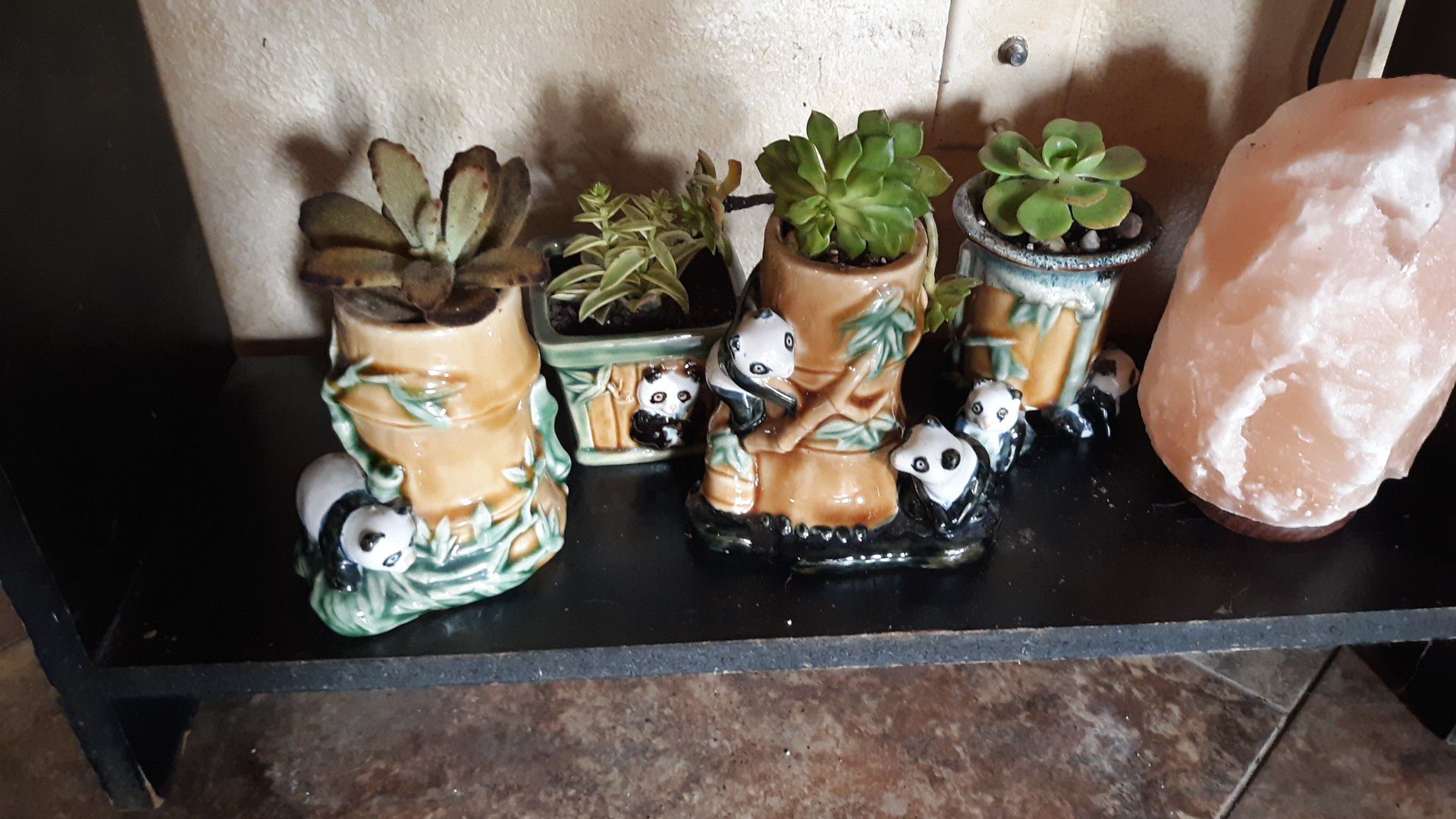 Live succulents planted in adorable ceramic Panda planters