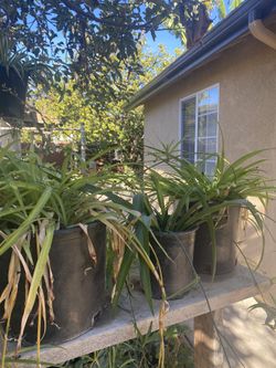Beautiful Plants $5 And $10