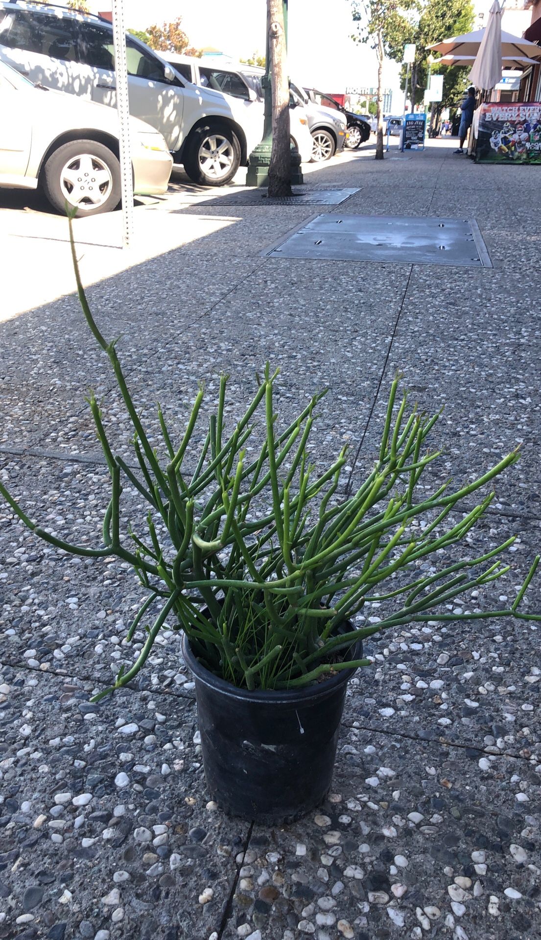 Pencil bamboo for outdoor plants only for outdoor