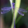 🦋 lillybug 🦋
