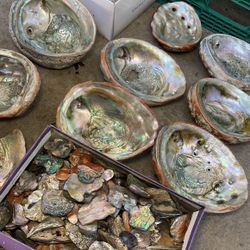 Mother Of Pearl!! Shells And Shards!! *READ DESCRIPTION*