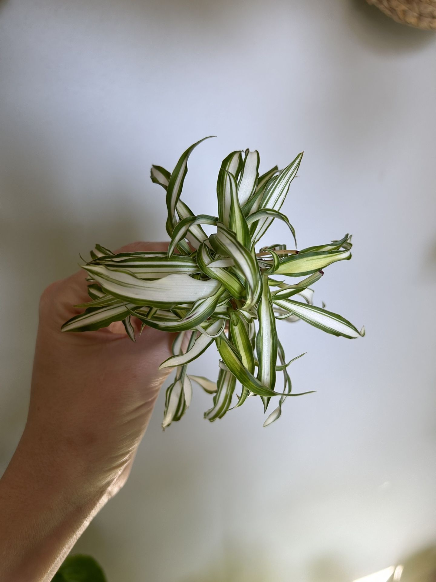 Variegated Spider Plant