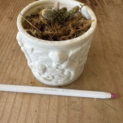 Small Cactus Succulent 