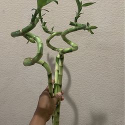 Lucky Bamboo Twisted 3 Rooted Live Plant 