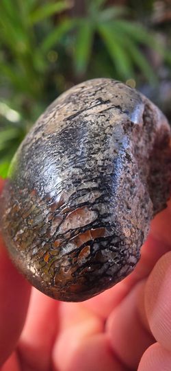 Real fossilized dinosaur bone (polished)